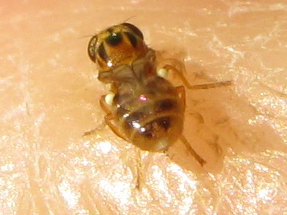 Chloropide: possibile Thaumatomyia notata.